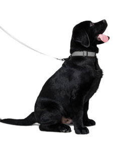 Pet leash